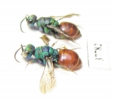 Chrysididae sp.  Russia, Moscow reg. - INSECTS-STORE.RU