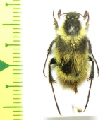 Amphicoma florentini  Laos - INSECTS-STORE.RU