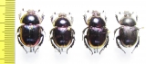 Phelotrupes auratus  Korea - INSECTS-STORE.RU