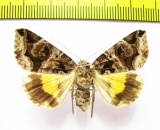 Chrysorithrum flavomaculata  Russia, Far East - INSECTS-STORE.RU