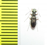 Cicindelinae sp.  Madagascar - INSECTS-STORE.RU