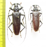 Cerambyx welensii centurio / Cerambyx miles  France - INSECTS-STORE.RU