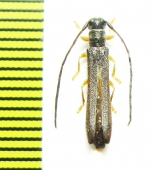 Oberea morio  Russia, Far East - INSECTS-STORE.RU