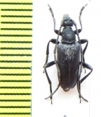 Judolidia znojkoi  Russia, Far East - INSECTS-STORE.RU