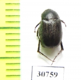 Melolonthinae sp.  Morocco - INSECTS-STORE.RU