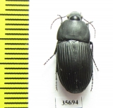Carabidae sp.  Madagascar - INSECTS-STORE.RU