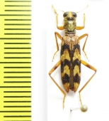 Cleridae sp.  Philippines - INSECTS-STORE.RU