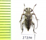 Cerambycidae sp.  South Africa Rep. - INSECTS-STORE.RU