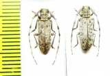 Cerambycidae sp., pair  Malawi - INSECTS-STORE.RU