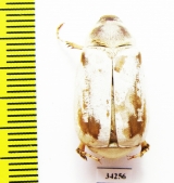 Chioneosoma rostovtzovi, male  Uzbekistan - INSECTS-STORE.RU