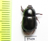 Dynastinae sp.  Madagascar - INSECTS-STORE.RU