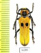 Mimocagosima ochreipennis  Laos - INSECTS-STORE.RU