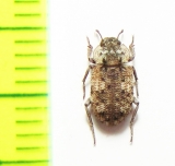 Leichenum canaliculatum  India - INSECTS-STORE.RU