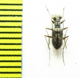 Cicindelinae sp.  Madagascar - INSECTS-STORE.RU