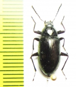 Plesiophthalmus laevicollis  Japan - INSECTS-STORE.RU