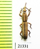 Brentidae sp.  Zambia - INSECTS-STORE.RU