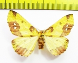 Apocolotois arnoldiaria  Russia, Far East - INSECTS-STORE.RU