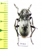 Eodorcadion glaucopterum  China, Qinghai prov. - INSECTS-STORE.RU