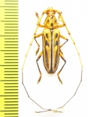 Cerambycidae sp.  Peru - INSECTS-STORE.RU