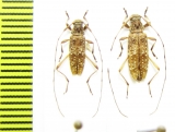 Anisopodus elongatus  Bolivia - INSECTS-STORE.RU