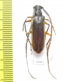 Cerambycidae sp.  Panama - INSECTS-STORE.RU