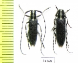 Agapanthia ? turanica, pair  Kazakhstan - INSECTS-STORE.RU