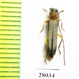 Oberea sp.  China, Sichuan prov. - INSECTS-STORE.RU