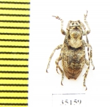 Cerambycidae sp.  China, Yunnan prov. - INSECTS-STORE.RU