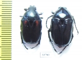 Aphanesthes pullata, pair  Australia - INSECTS-STORE.RU