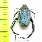 Hopliini sp.  South Africa Rep. - INSECTS-STORE.RU