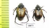 Anisoplia deserticola, pair  Russia, Astrakhan reg. - INSECTS-STORE.RU