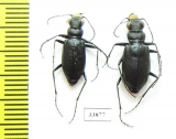Cicindela nebraskana x C.longilabris laurentii, pair (hybrid) USA - INSECTS-STORE.RU