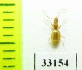 Geotrechus gallicus gallicus  France - INSECTS-STORE.RU