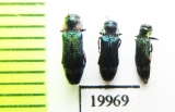 Buprestidae sp.  Togo - INSECTS-STORE.RU