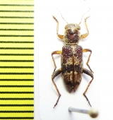 Cleridae sp. Indonesia, Sulawesi - INSECTS-STORE.RU