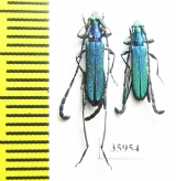 Cerambycidae sp.  Tanzania - INSECTS-STORE.RU