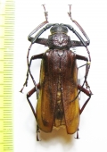 Macrotoma pascoei  China 45mm - INSECTS-STORE.RU