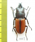 Prosopocoilus sp.  Indonesia, Sulawesi - INSECTS-STORE.RU