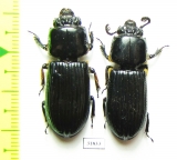 Passalidae sp.  Panama - INSECTS-STORE.RU