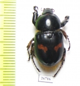 Cyclocephala sp.  Panama - INSECTS-STORE.RU