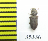 Zopheridae sp.  Mexico - INSECTS-STORE.RU