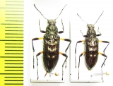 Tenebrionidae sp.  Malaysia - INSECTS-STORE.RU
