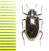 Tenebrionidae sp.  Malaysia, Borneo - INSECTS-STORE.RU