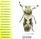 Anthribidae sp.  South Africa Rep. - INSECTS-STORE.RU