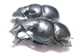 Lethrus strymonensis, pair  Greece - INSECTS-STORE.RU