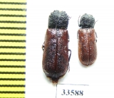 Bostrichus capucinus  Iran, Lorestan prov. - INSECTS-STORE.RU