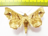 Noctuidae sp.  Malaysia - INSECTS-STORE.RU