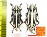 Dorcadion politum shapovalovi, pair  Russia, Orenburg reg.  PARATYPUS - INSECTS-STORE.RU