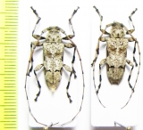 Leptostylopsis argentatus, pair  Dominican Rep. - INSECTS-STORE.RU