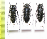 Agapanthia soror, A.irrorata pubiventris  Kirgizstan/Morocco - INSECTS-STORE.RU